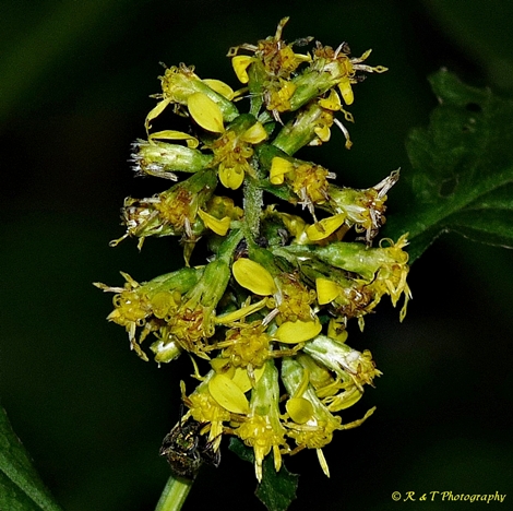 {Solidago flexicaulis}